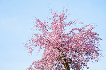満開に咲く桜の花と淡い青空　  