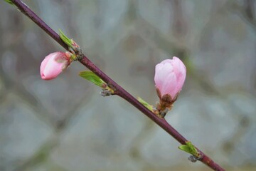 植え付け初年度のあかつきネオの可愛いピンクの桃の花（接木１年生）1
