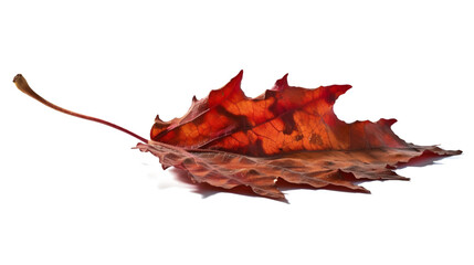 Fall autumn dry maple leaf isolated on white background.