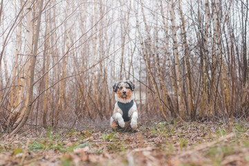 Life of a boisterous Australian Shepherd puppy. A blue merle pup runs around the field improving his fitness, agility and gaining confidence in his movements