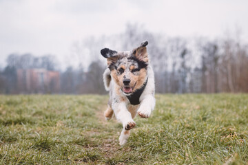 Life of a boisterous Australian Shepherd puppy. A blue merle pup runs around the field improving his fitness, agility and gaining confidence in his movements