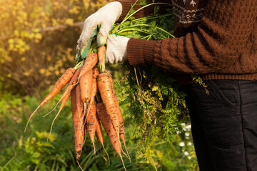 Farmer hands in gloves holding bunch of organic carrot in garden in sunlight