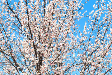 Blossom tree over nature background. spring flowers. spring background. Blurred concept. Natural background. Apricot flowers