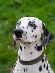 Portrait of a Dalmatian Dog