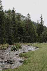 Fototapeta na wymiar River in the spring forest