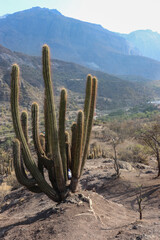Cactus del valle del río Colorado, Cajón del Maipo