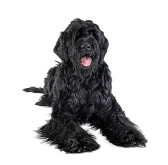 Giant Schnauzer in studio