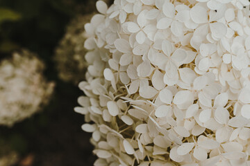 Elegant aesthetic white hydrangea flowers bush