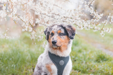 Colorful, mischievous Australian Shepherd puppy sitting under a cherry blossom tree on a romantic spring morning. A happy playful dog with crazy eyes