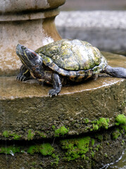 turtle near the fountain, Manila