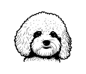 Bichon Frise, Silhouettes Dog Face SVG, black and white Bichon Frise vector