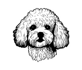 Bichon Frise, Silhouettes Dog Face SVG, black and white Bichon Frise vector
