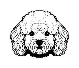 Bichon Frise, Silhouettes Dog Face SVG, black and white Bichon Frise vector