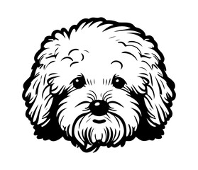Bichon Frise, Silhouettes Dog Face SVG, black and white Bichon Frise vector