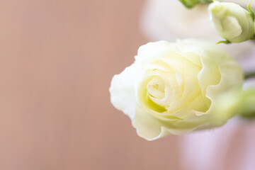 White rose with a green vegetable background. Background with flower ideal for wedding arrangements. Rose for celebrations and anniversaries, white flower indicating purity and elegance.