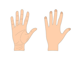 Palm back of hand vector illustration