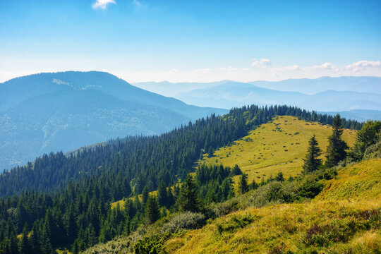 carpathian mountain ridge in summer. steep forested slopes. bright sunny weather
