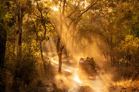 Fototapeta Afternoon safari Kanha National Park
