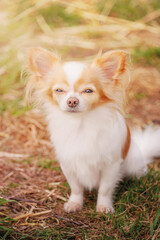 White chihuahua dog with red color on a sunny day. Portrait of a small breed dog. A pet, an animal.