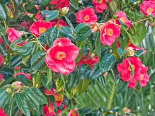 red tulips in garden