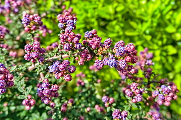 Fototapeta premium flowers in the garden