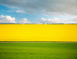 Wonderful yellow rapeseed field and cultivated land on a sunny day.