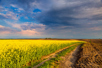 Splendid yellow field of canola and a cloudy sky in the evening.