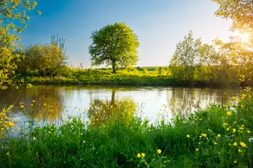 Deurstickers Bosrivier Perfect spring scene and morning meadow near the river with alone tree on the shore.