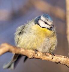 Naklejka premium ptiloerection tit on tree branch