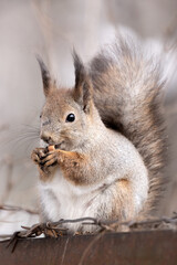 Naklejka na ściany i meble eating winter silver squirrel photo