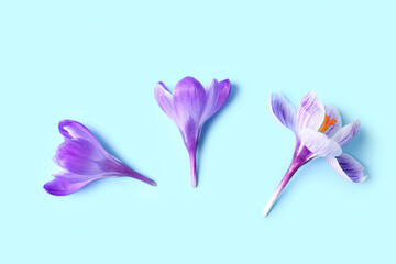 Fototapeta na wymiar Beautiful Saffron flowers on blue background