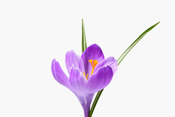 Beautiful Saffron flower on white background, closeup