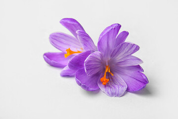 Beautiful Saffron flowers on white background