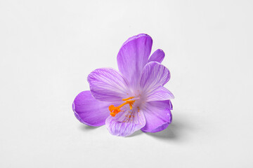 Beautiful Saffron flower on white background