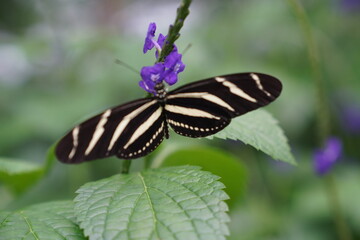 butterfly on a flower