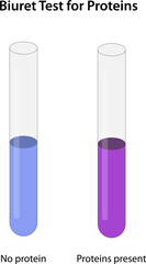 Biuret Test for Proteins: no color change, i.e., the solution remains blue - proteins are absent; the solution turns from blue to purple - proteins are present.
