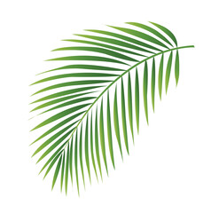 Obraz premium palm tree leaves