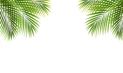 Palm Tree Frame Isolated White Background