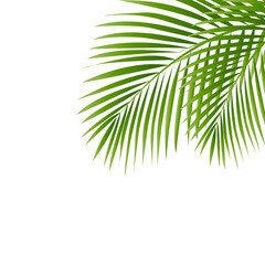 Palm Tree Leaves Isolated White Background