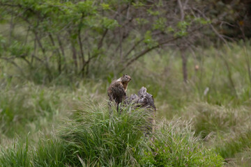 A squirrel is out sitting on a log for attention