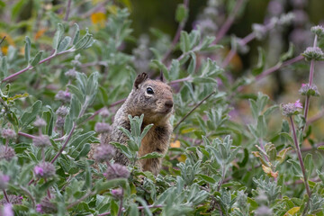 Naklejka na ściany i meble A squirrel having a moment in the bushes
