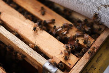 Working on the beehives