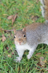 Naklejka na ściany i meble Cute squirrel in the park looking at the camera.