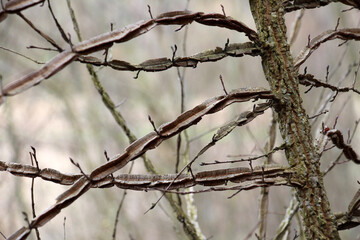 The trunk and branches of a cork elm tree (Ulmus minor)