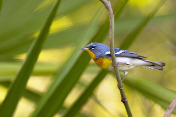 A northern parula (Setophaga americana) — a cute, little songbird —perches on a vine in front of a green backdrop of palmetto in Sarasota, Florida