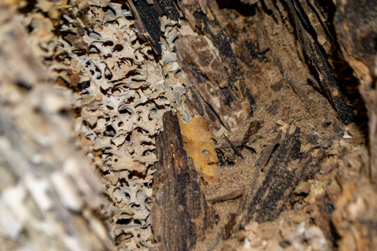 A close up of a tree trunk with a piece of wood that has the word wood on it. High quality photo