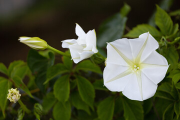 Moonflower (Ipomoea alba) blossoms in different stages of opening in southwest Florida