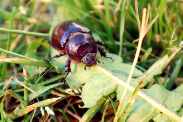 A large brown beetle crawls on green grass on a summer day, close-up