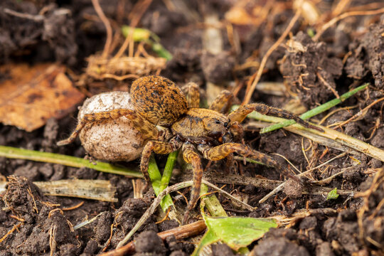 Wolf spider carrying egg sac. Spider and wildlife conservation, habitat preservation, and backyard flower garden concept.