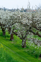 Spring white blossom of old plum prunus tree, orchard with fruit trees in Betuwe, Netherlands in april